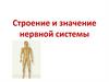 Нервная система