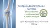 Опорно-двигательная система. Фунготерапия профилактика и реабилитация