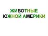 Животные Южной Америки