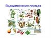 Видоизменения листьев