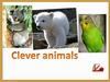 Clever animals