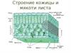 Строение кожицы и мякоти листа