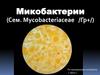 Микобактерии (Сем. Mycobacteriaceae /Гр+/)