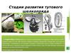 Стадии развития тутового шелкопряда
