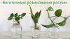 Вегетативне розмноження рослин