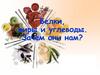 Белки, жиры и углеводы. Зачем они нам?