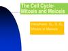 The Cell CycleMitosis and Meiosis