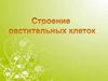 Строение растительной клетки. 5 класс