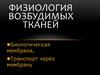 Физиология возбудимых тканей