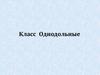 Класс Однодольные