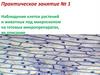 Наблюдение клеток растений и животных под микроскопом на готовых микропрепаратах, их описание. Практическое занятие № 1