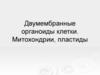Двумембранные органоиды клетки. Митохондрии, пластиды