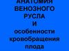 Анатомия венозного русла и особенности кровобращения плода