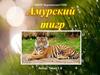 Амурские тигры