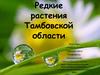 Редкие растения Тамбовской области