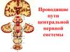 Проводящие пути центральной нервной системы