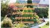 Общие принципы размещения декоративных деревьев и кустарников