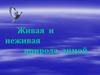 Живая и неживая природа зимой