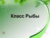Класс Рыбы