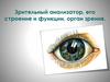 Зрительный анализатор, его строение и функции, орган зрения