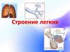 Строение легких