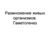 Размножение живых организмов. Гаметогенез