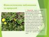 Фенологические наблюдения за природой