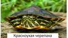 Красноухая черепаха
