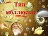 Тип Моллюски