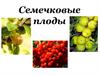 Семечковые плоды