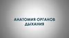 Анатомия органов дыхания. Часть 2