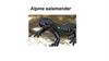 Alpine salamander