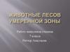 Животные лесов умеренной зоны