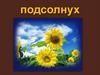 Цветы. Подсолнух