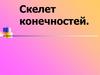 Скелет конечностей человека
