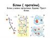 Білки (протеїни). Білки у живих організмах. Будова. Прості білки