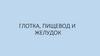Глотка, пищевод, желудок