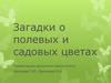 Загадки о полевых и садовых цветах