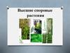 Высшие споровые растения