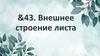 Внешнее строение листа