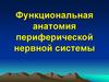 Функциональная анатомия периферической нервной системы