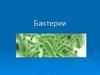 Бактерии