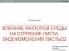 Влияние факторов среды на строение листа. Видоизменения листьев