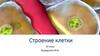 Строение клетки. Клеточная мембрана