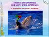 И пусть они огромные, но в море очень скромные. К Всемирному дню китов и дельфинов