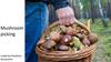 Mushroom picking