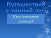 Путешествие в зимний лес