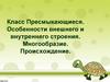 Класс Пресмыкающиеся. Особенности внешнего и внутреннего строения. Многообразие. Происхождение