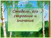 Стебель, его строение и значение