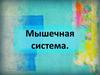 Мышечная система